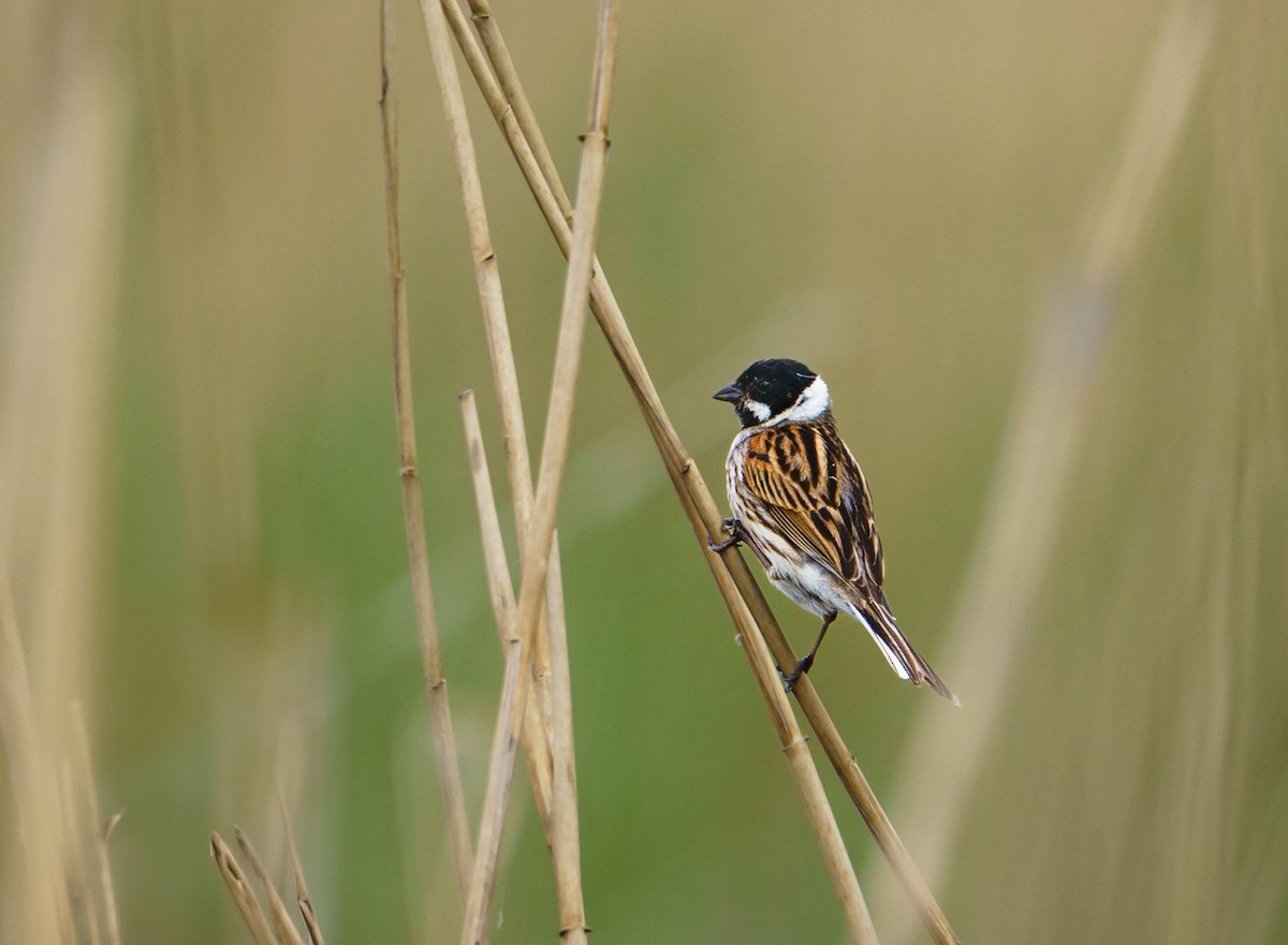 Reed Bunting - ML619726763