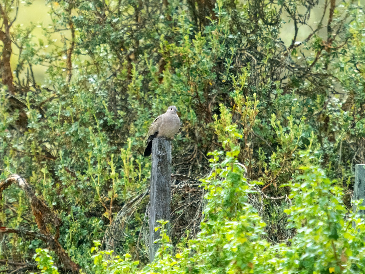 Black-winged Ground Dove - ML619726769