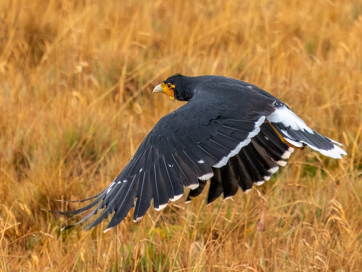 Carunculated Caracara - ML619726787