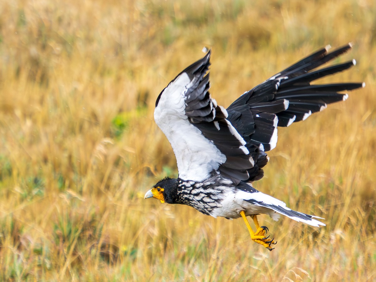 Carunculated Caracara - ML619726788