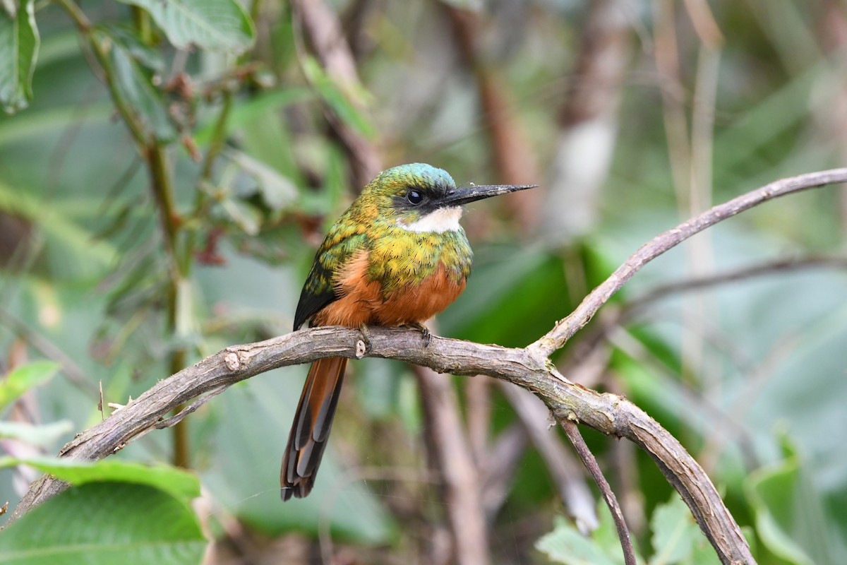 Rufous-tailed Jacamar - ML619726790