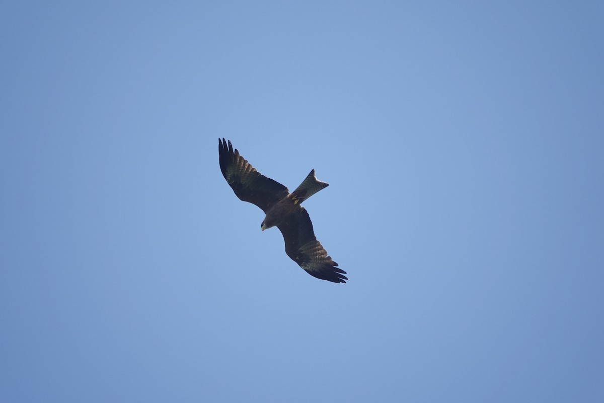 Black Kite (Yellow-billed) - ML619726801