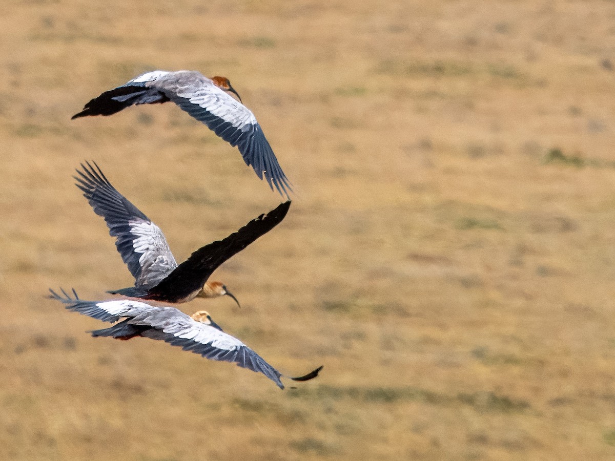 ibis šedokřídlý - ML619726813