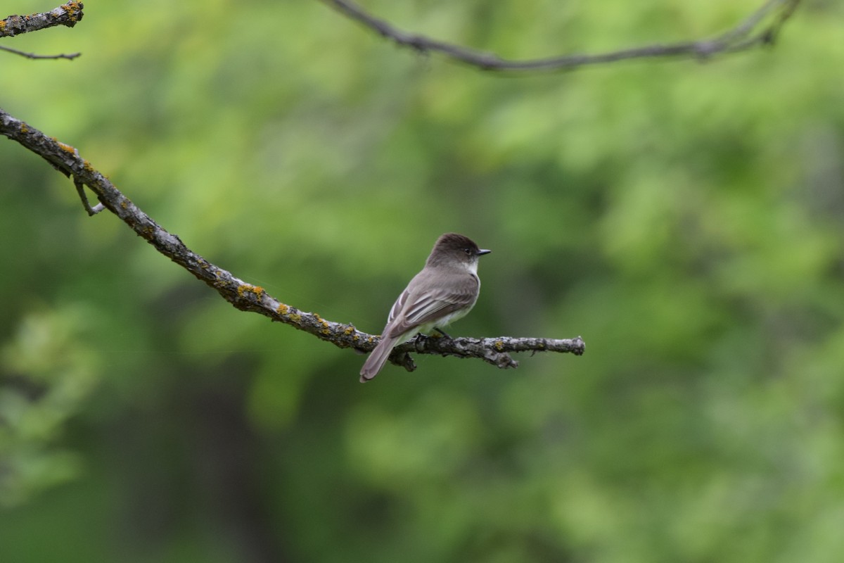 Eastern Phoebe - ML619726814