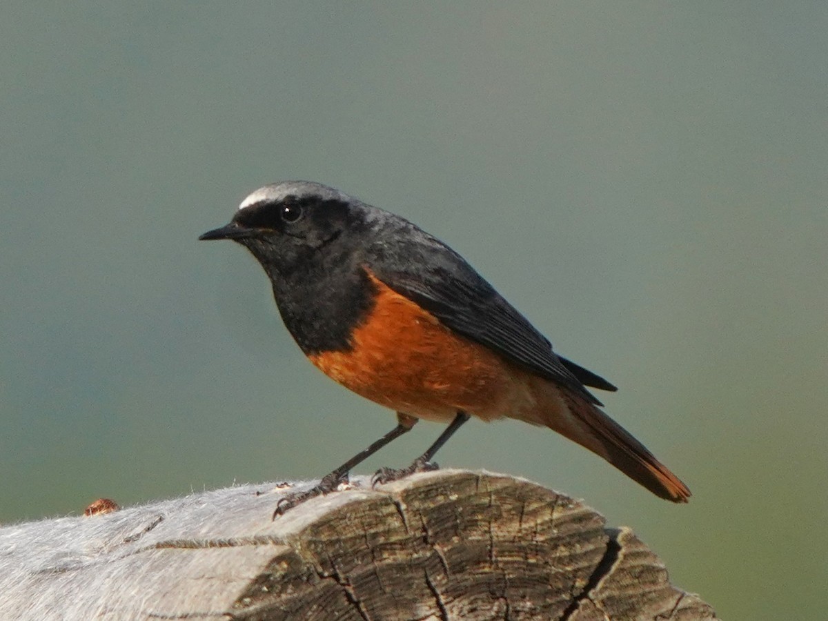 Black Redstart - ML619726818