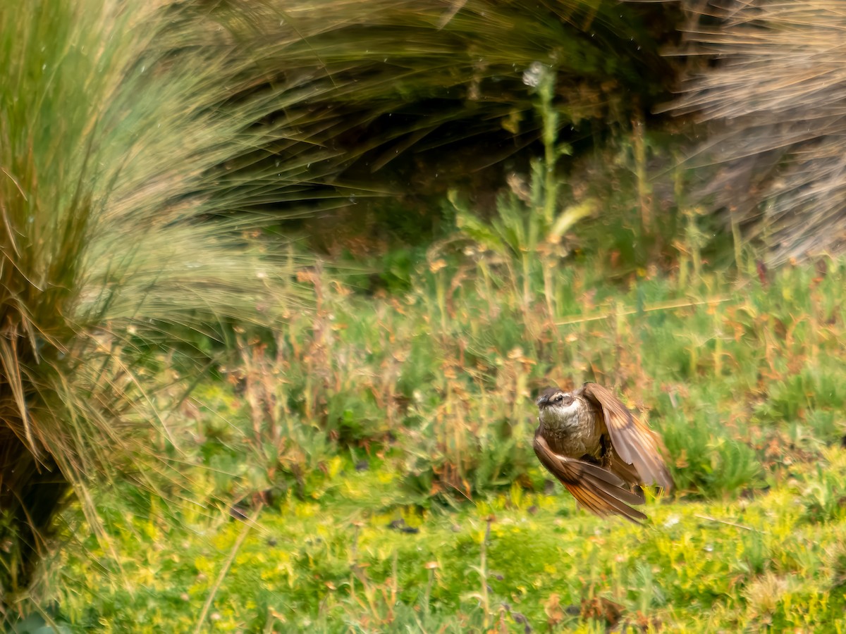 Stout-billed Cinclodes - ML619726833