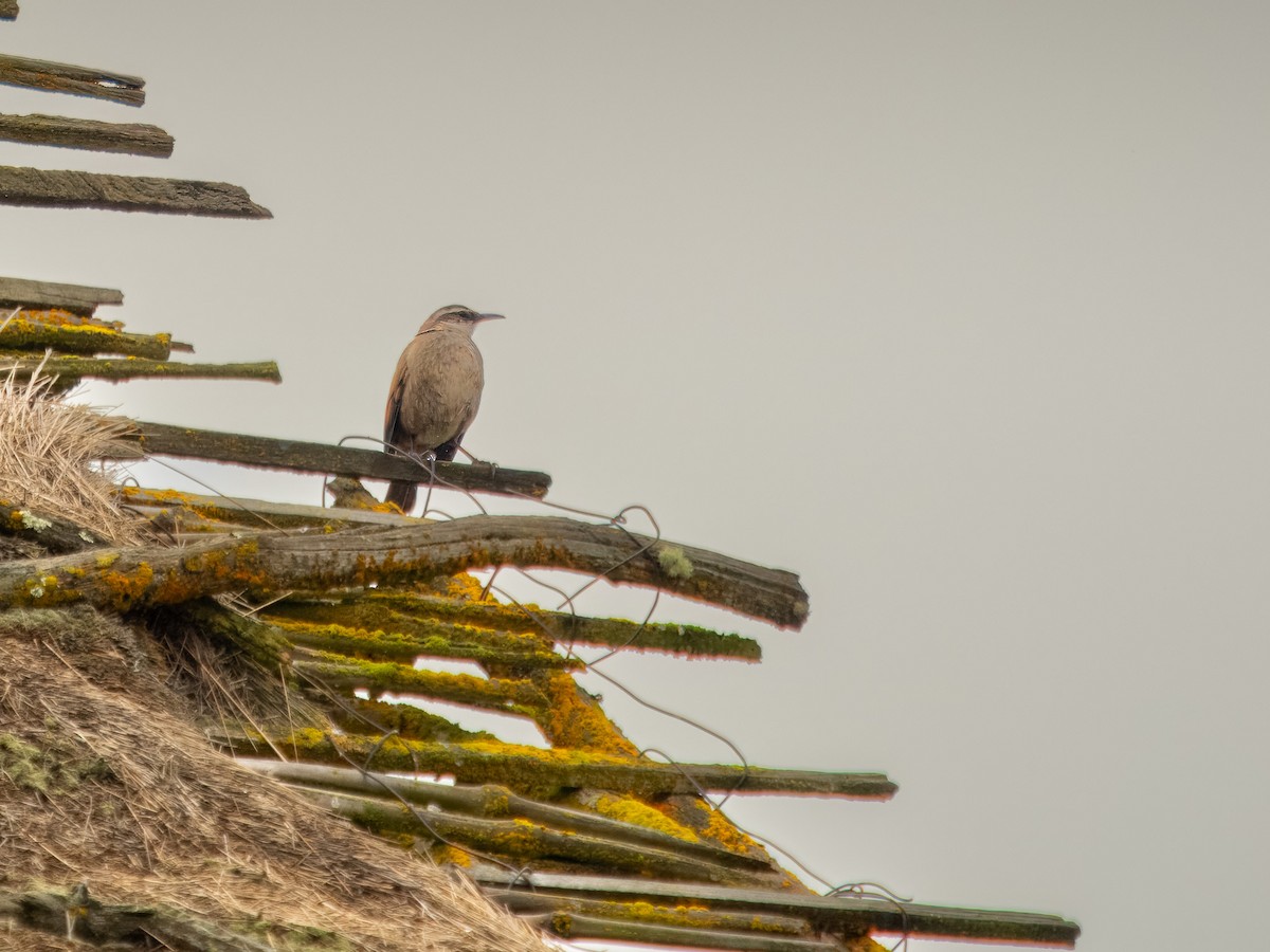 Stout-billed Cinclodes - ML619726834