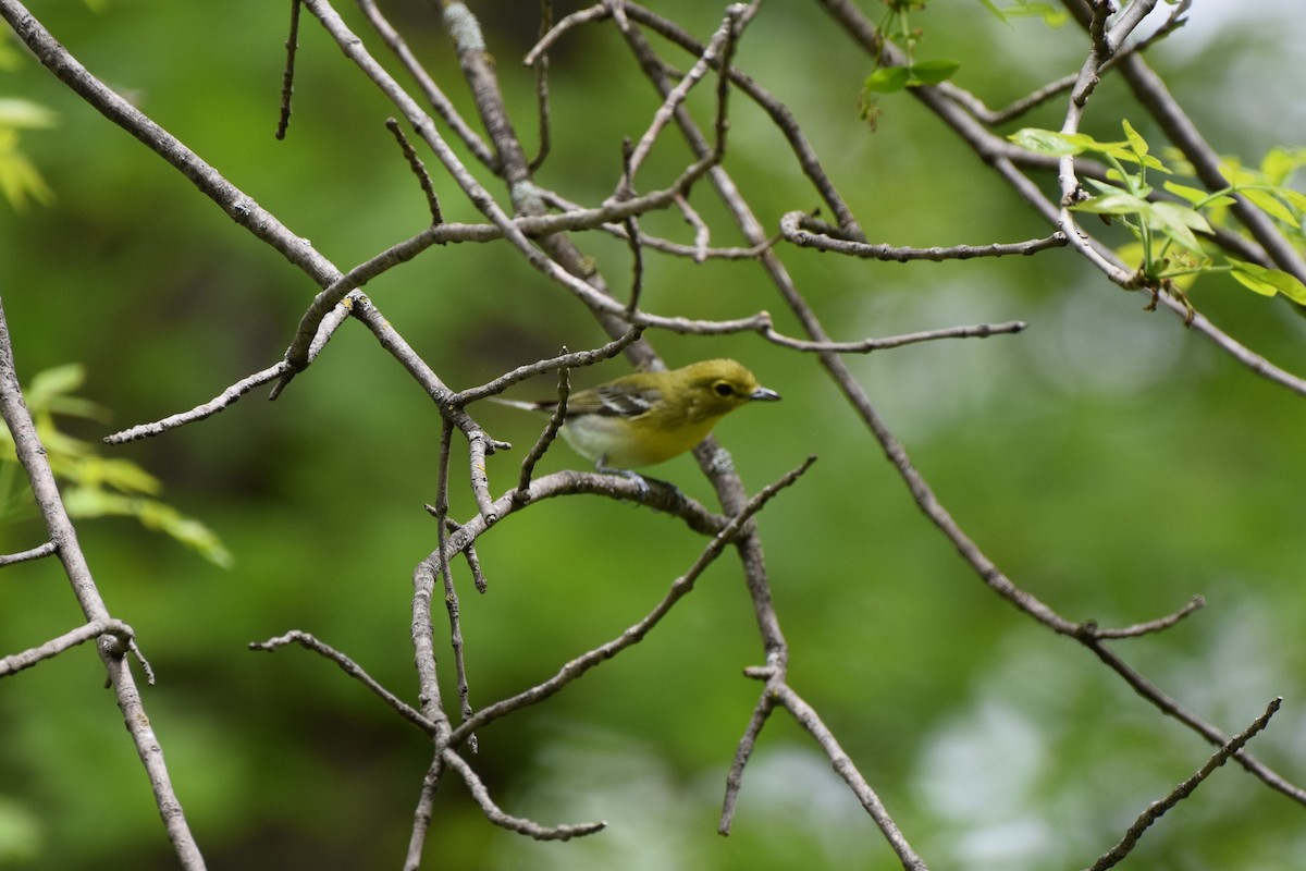 Yellow-throated Vireo - ML619726835