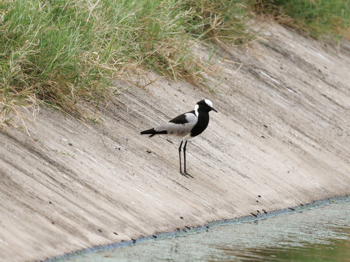 Blacksmith Lapwing - ML619726838