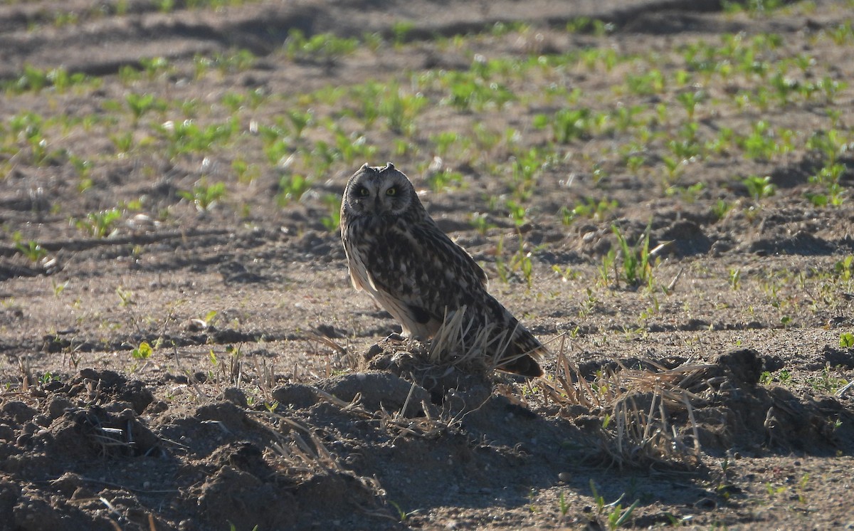 Short-eared Owl - ML619726858