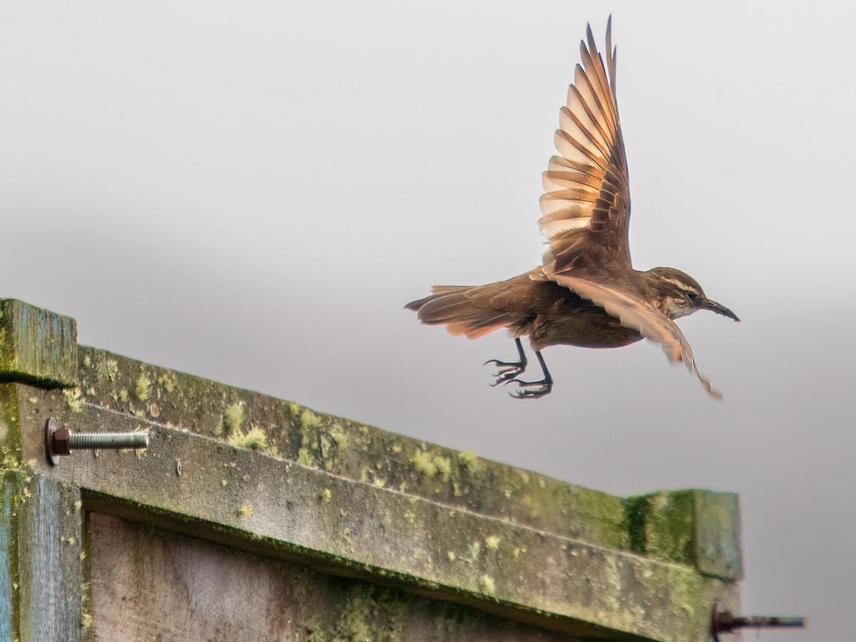 Stout-billed Cinclodes - ML619726870