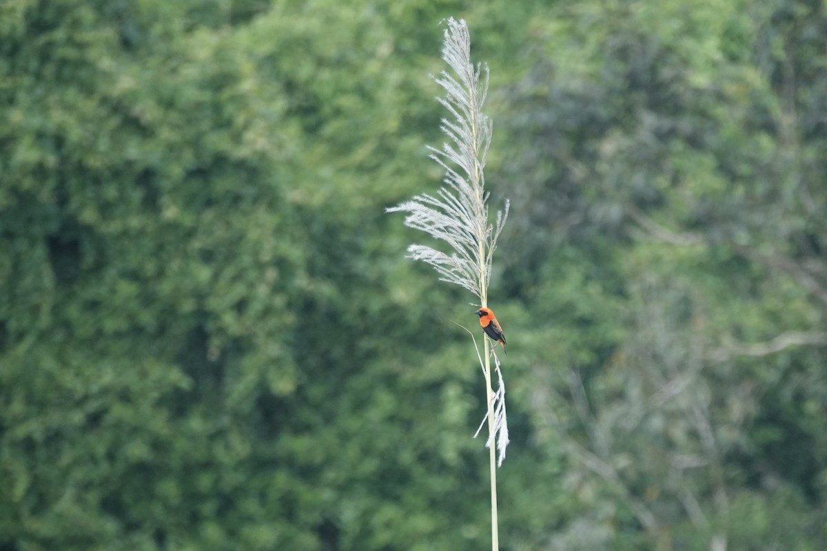 Black-winged Bishop - ML619726875