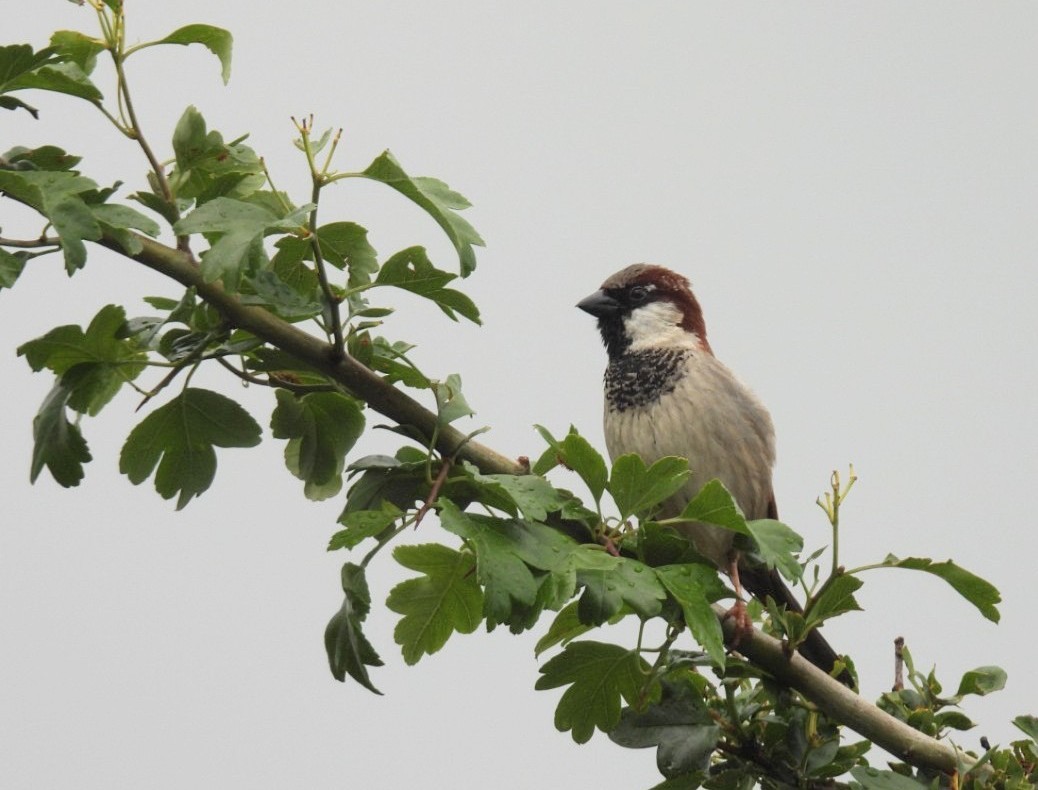 House Sparrow - ML619726894