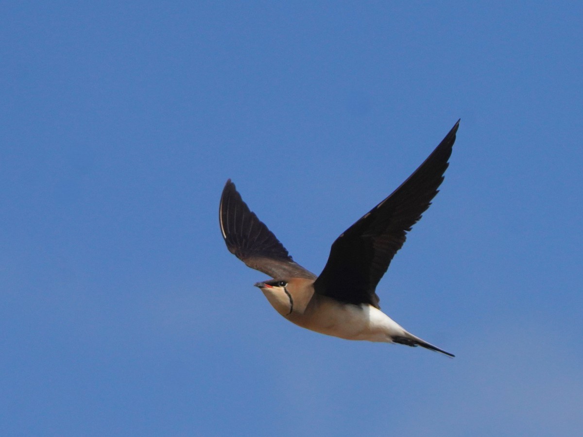 Black-winged Pratincole - ML619726909