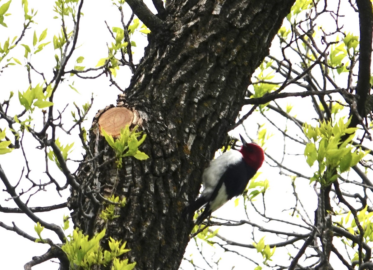 Red-headed Woodpecker - ML619726937