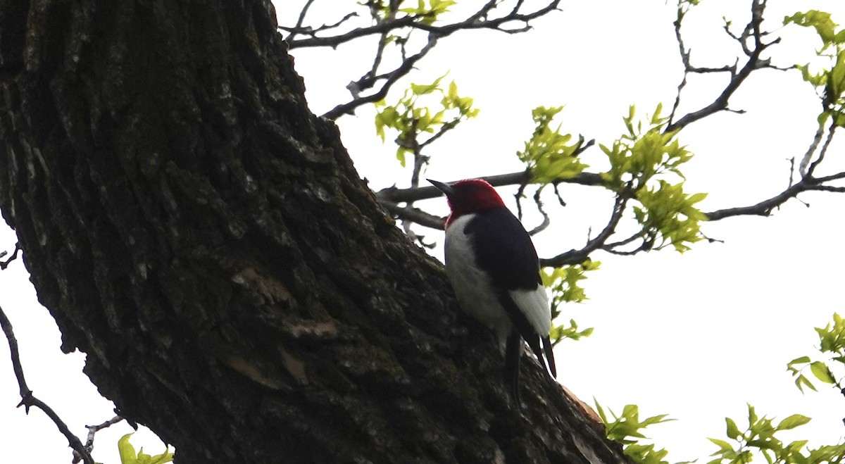 Red-headed Woodpecker - ML619726938