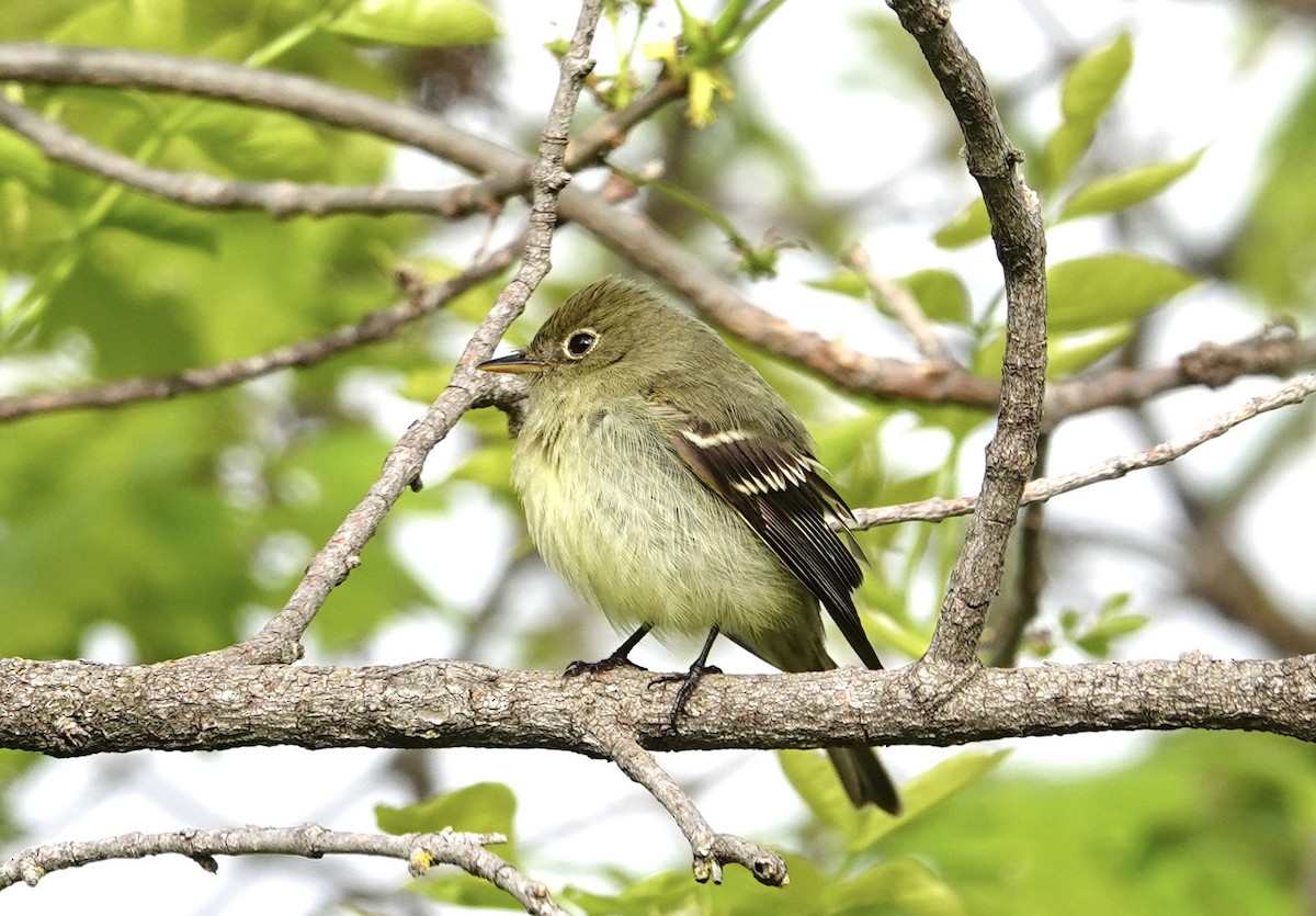 Yellow-bellied Flycatcher - ML619726954