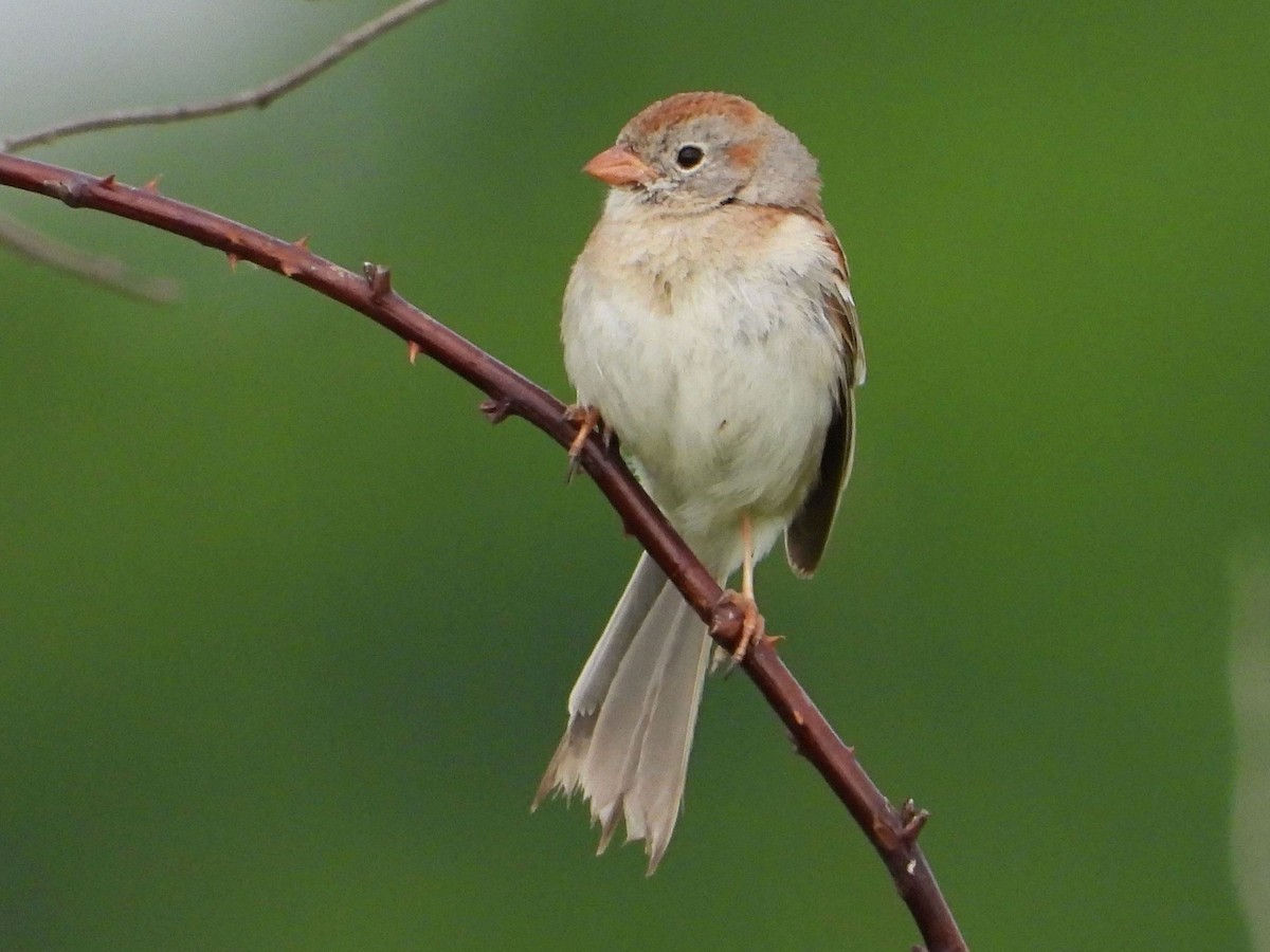 Field Sparrow - ML619726958