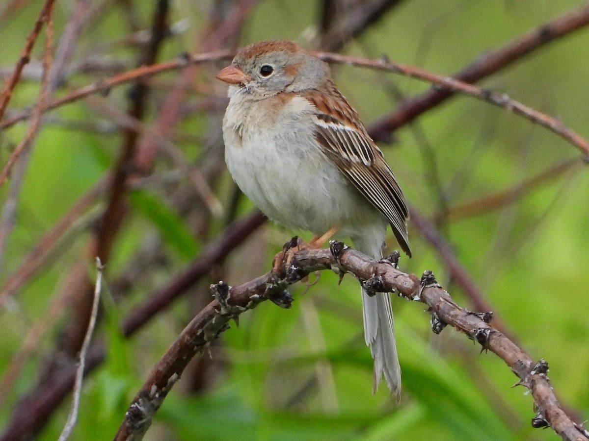 Field Sparrow - ML619726961