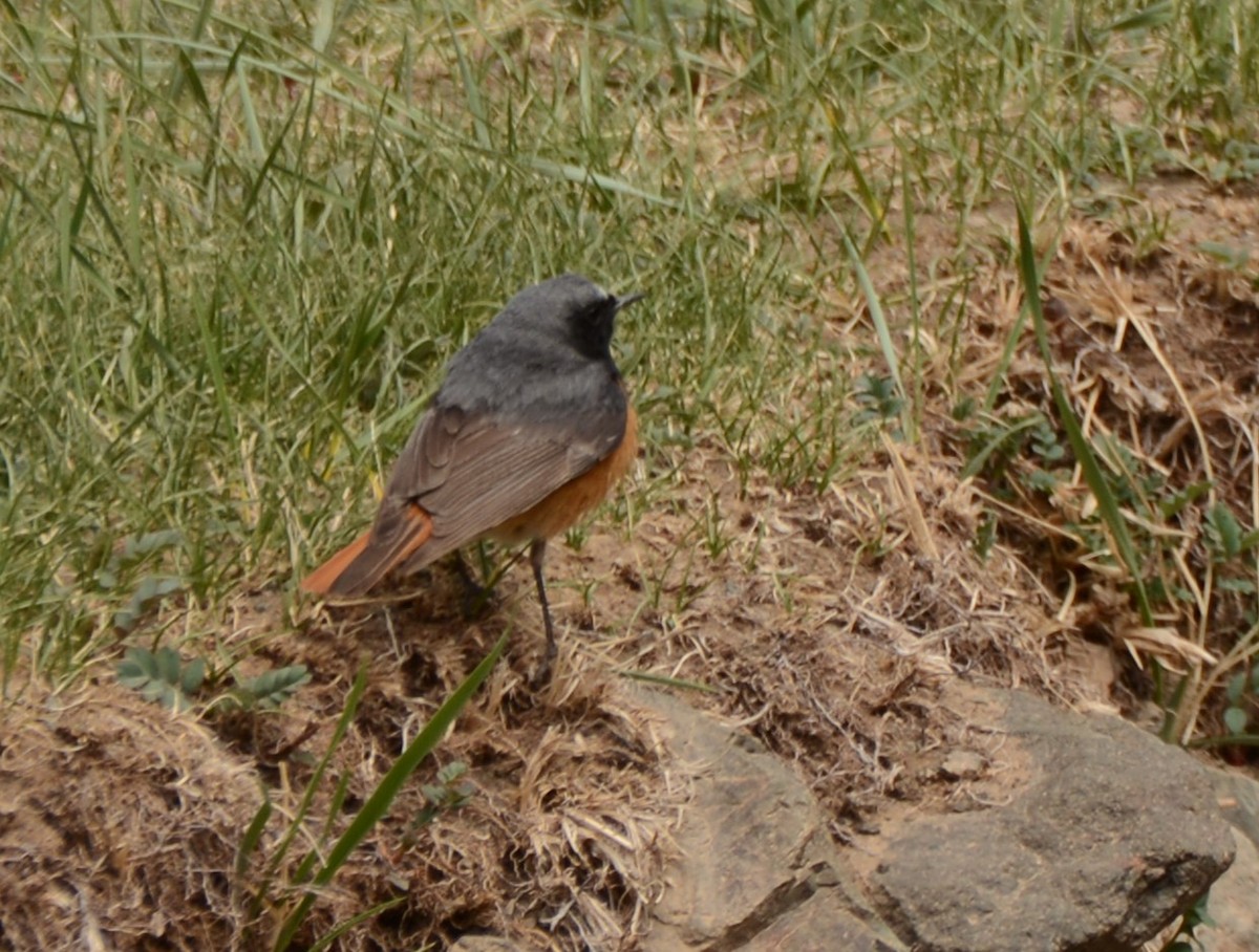 Common Redstart - ML619726981