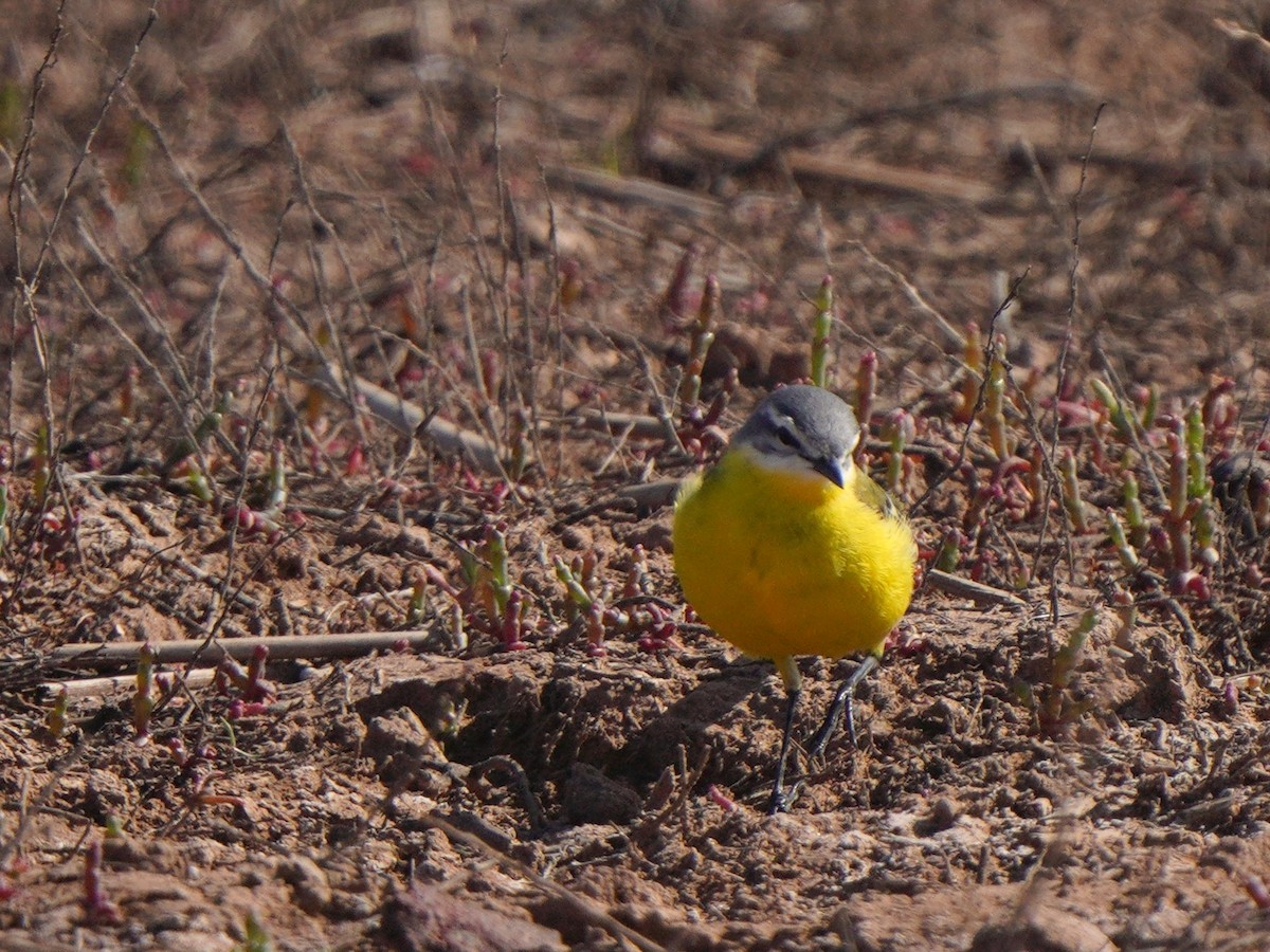 Western Yellow Wagtail (flava/beema) - ML619726987