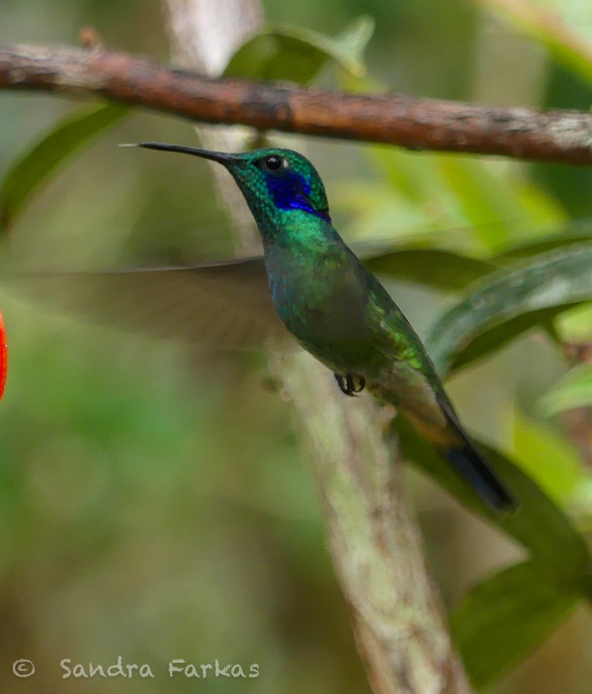 Colibrí Oreja Violeta Menor - ML619727017