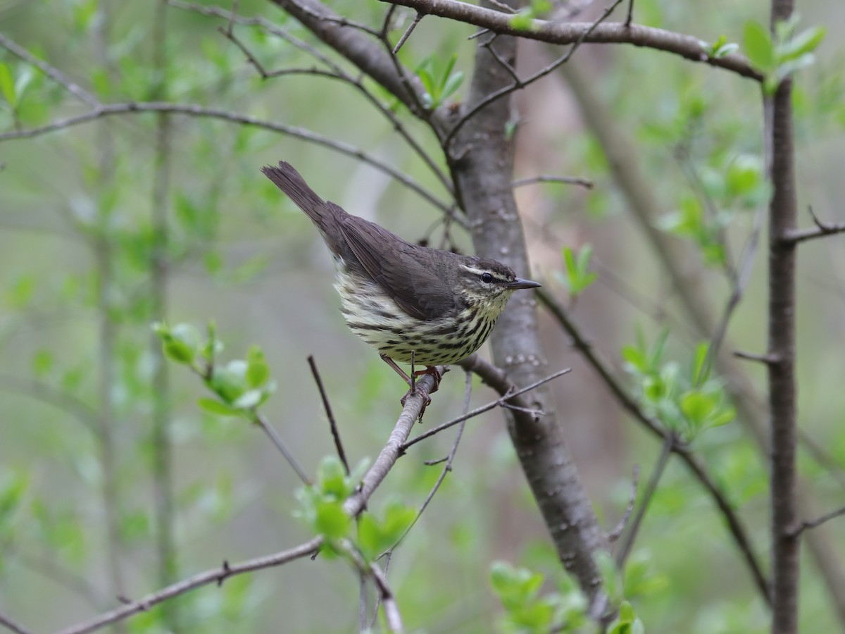 Northern Waterthrush - ML619727024