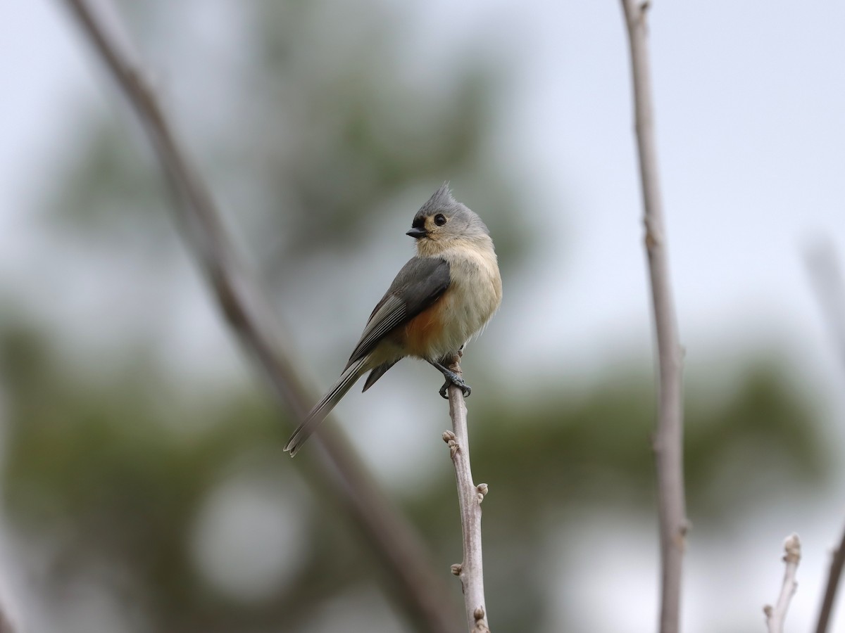 Tufted Titmouse - ML619727049