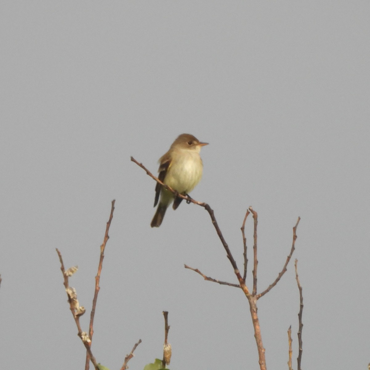 Willow Flycatcher - ML619727061