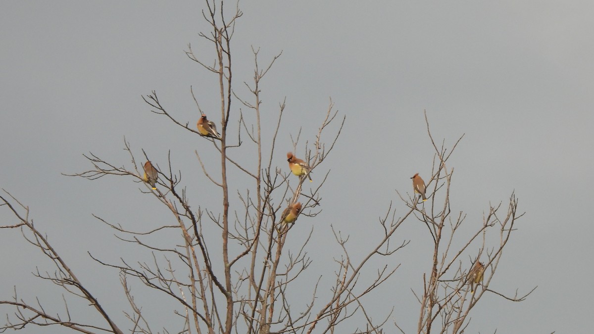 Cedar Waxwing - ML619727086