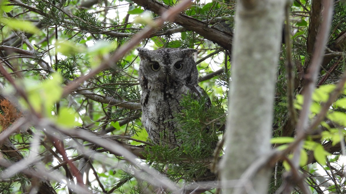 Eastern Screech-Owl - ML619727100