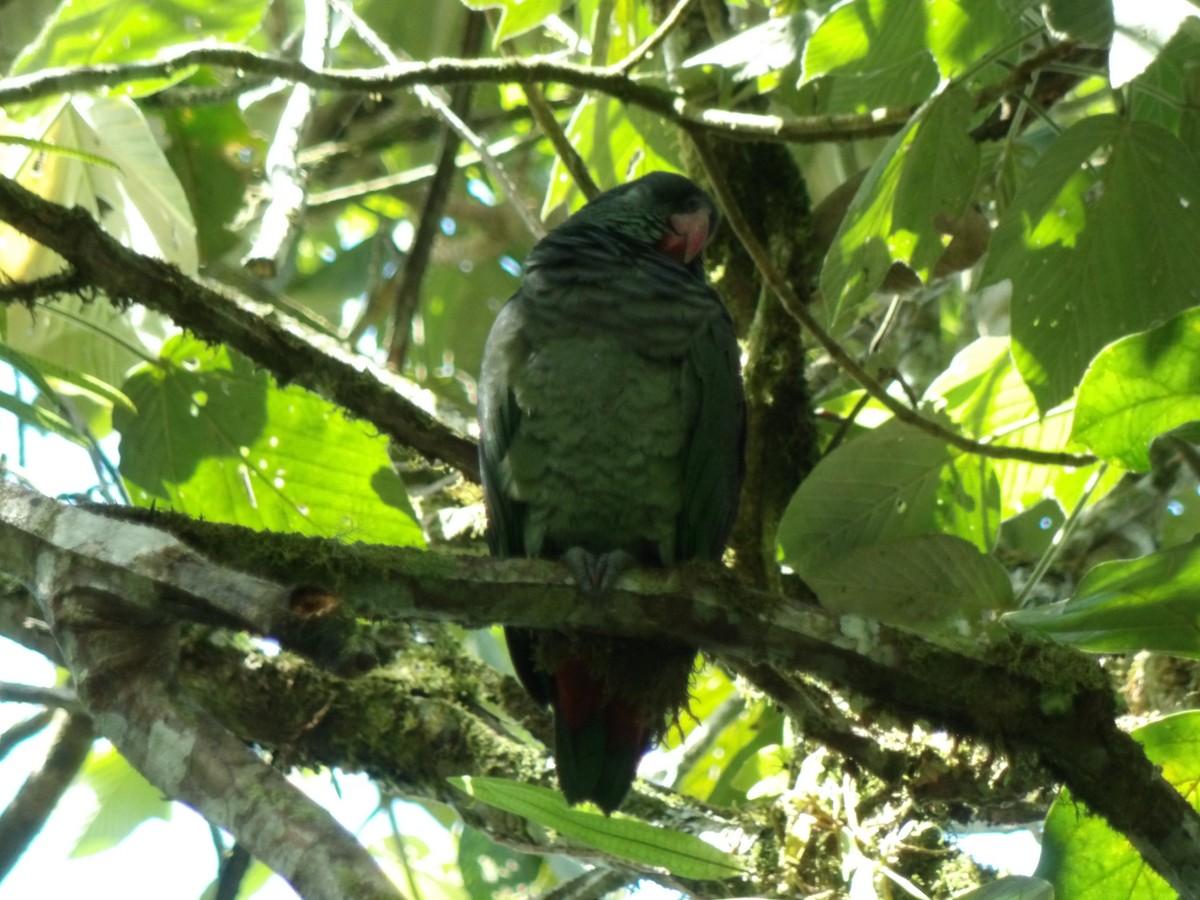 Папуга-червоногуз зеленоголовий - ML619727110