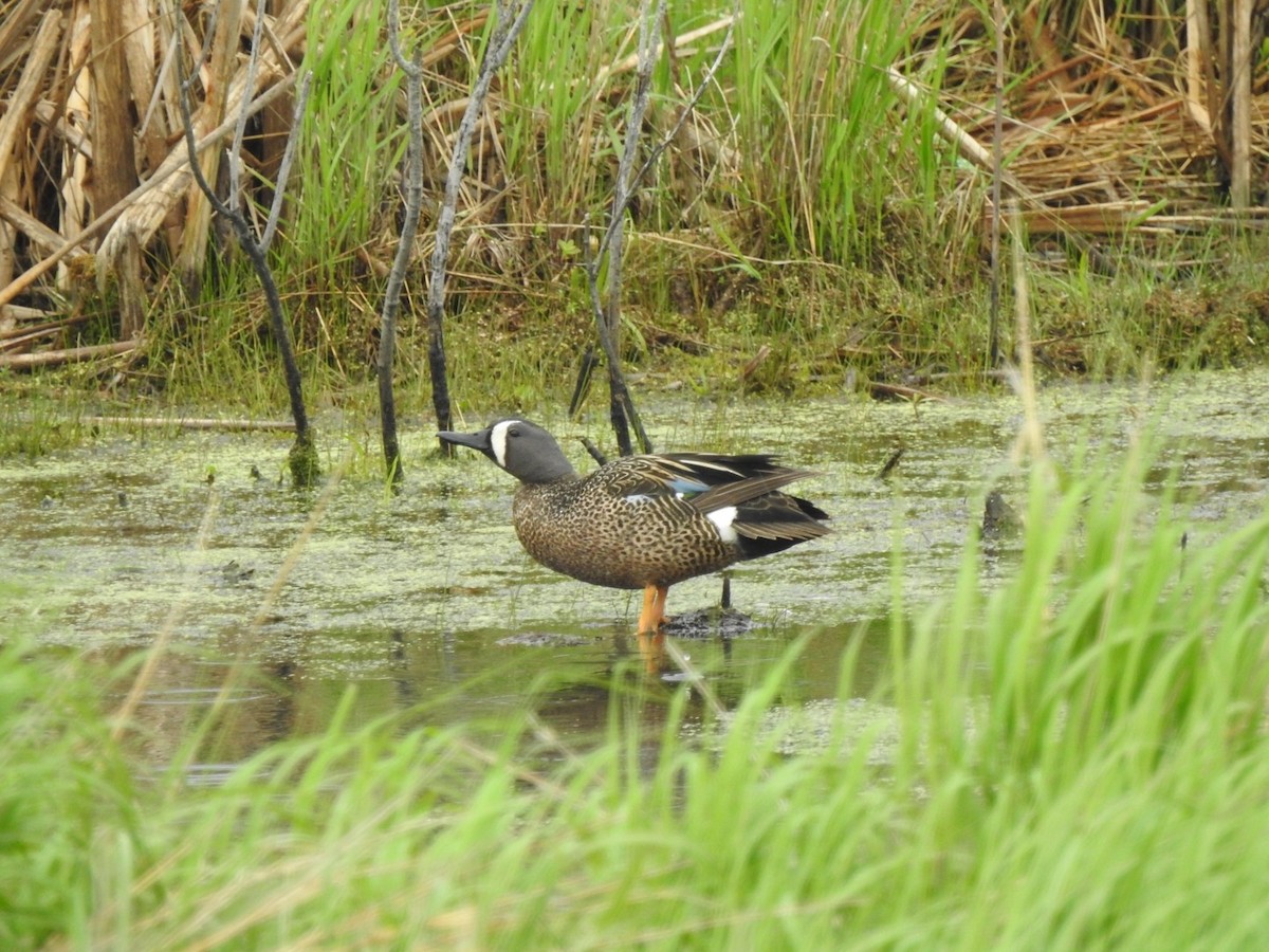 Blue-winged Teal - ML619727111