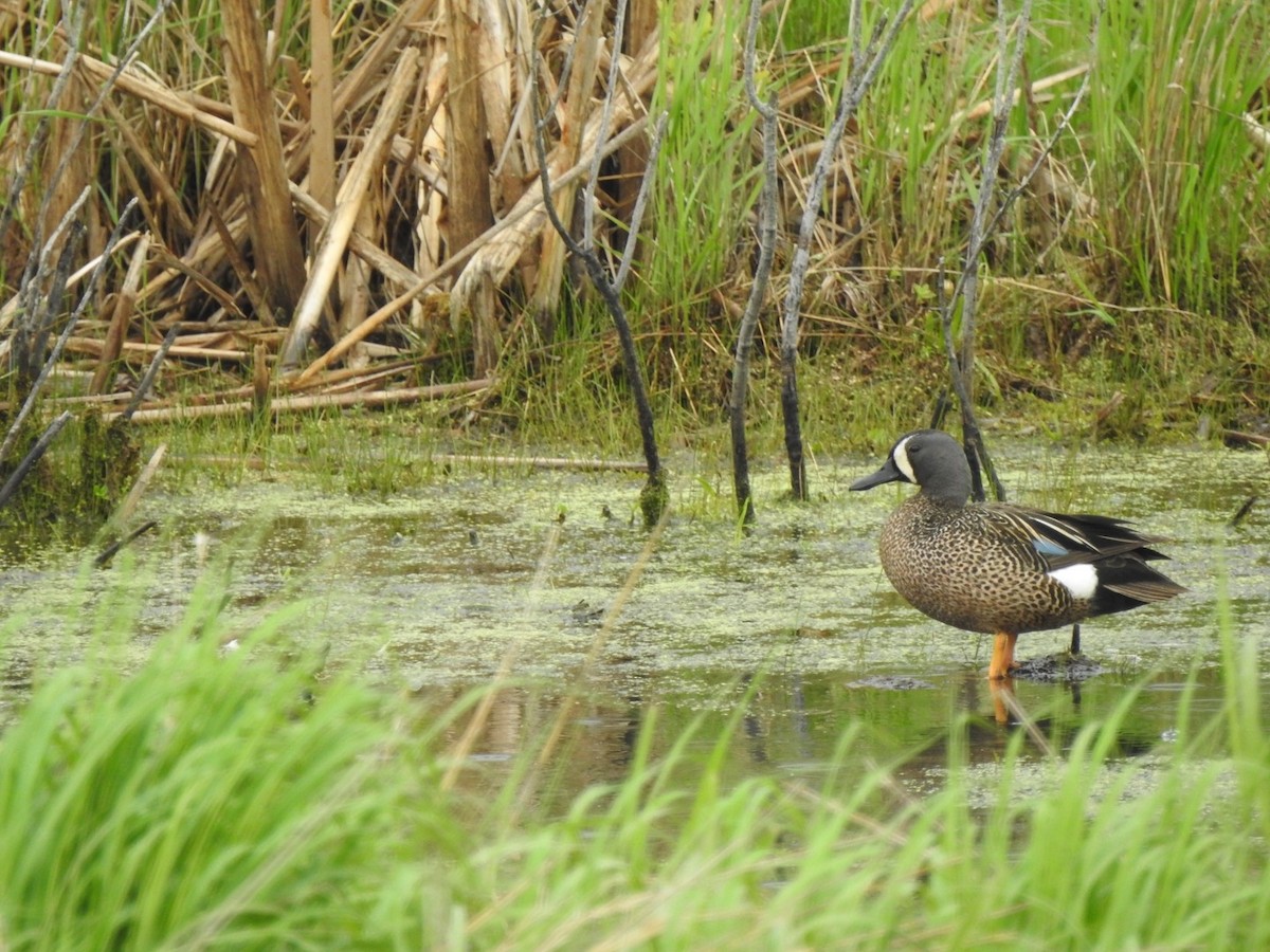 Blue-winged Teal - ML619727112