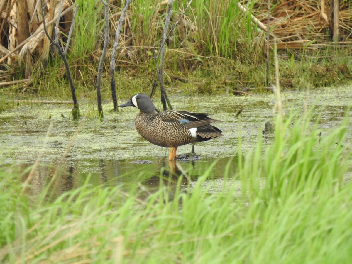 Blue-winged Teal - ML619727113