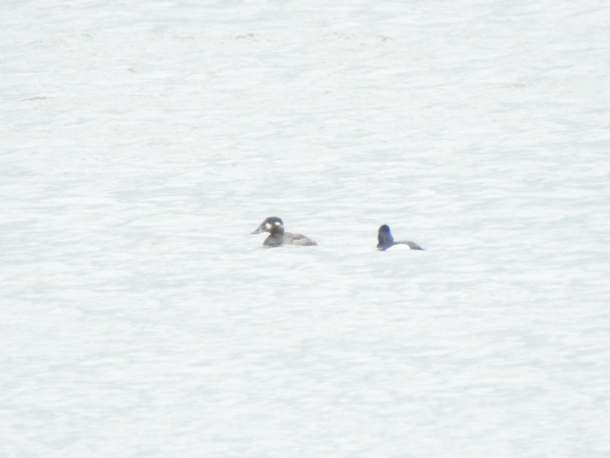 White-winged Scoter - ML619727120