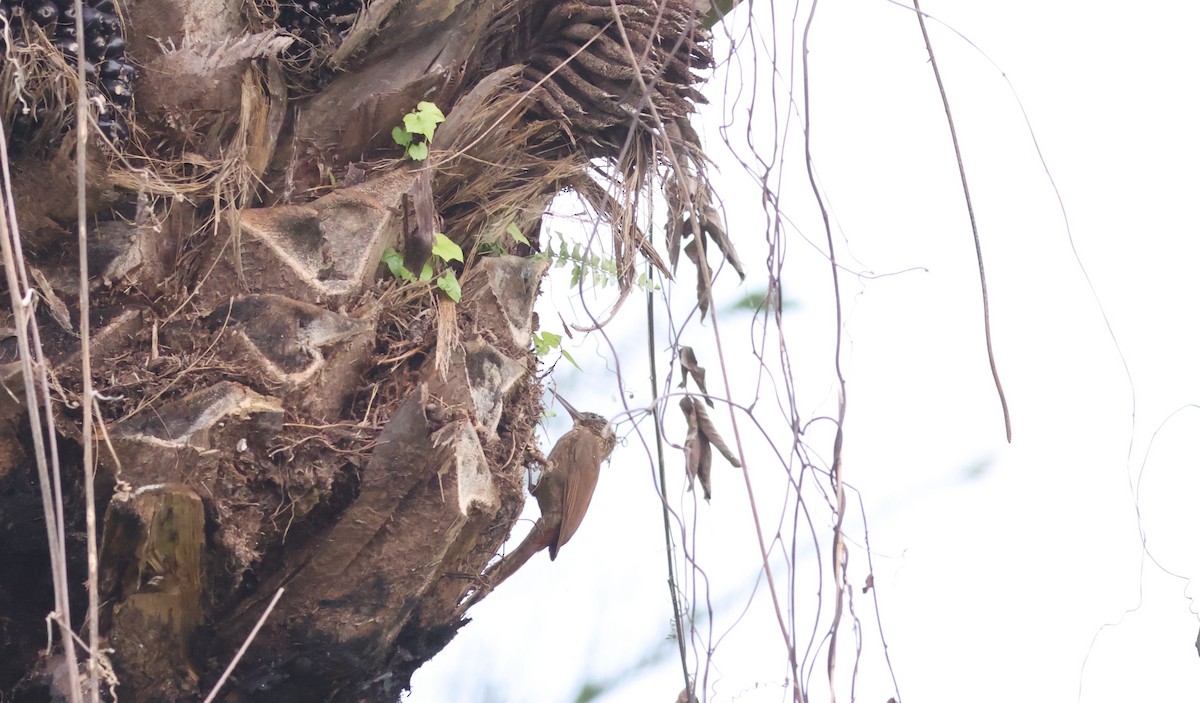 Cocoa Woodcreeper - ML619727133