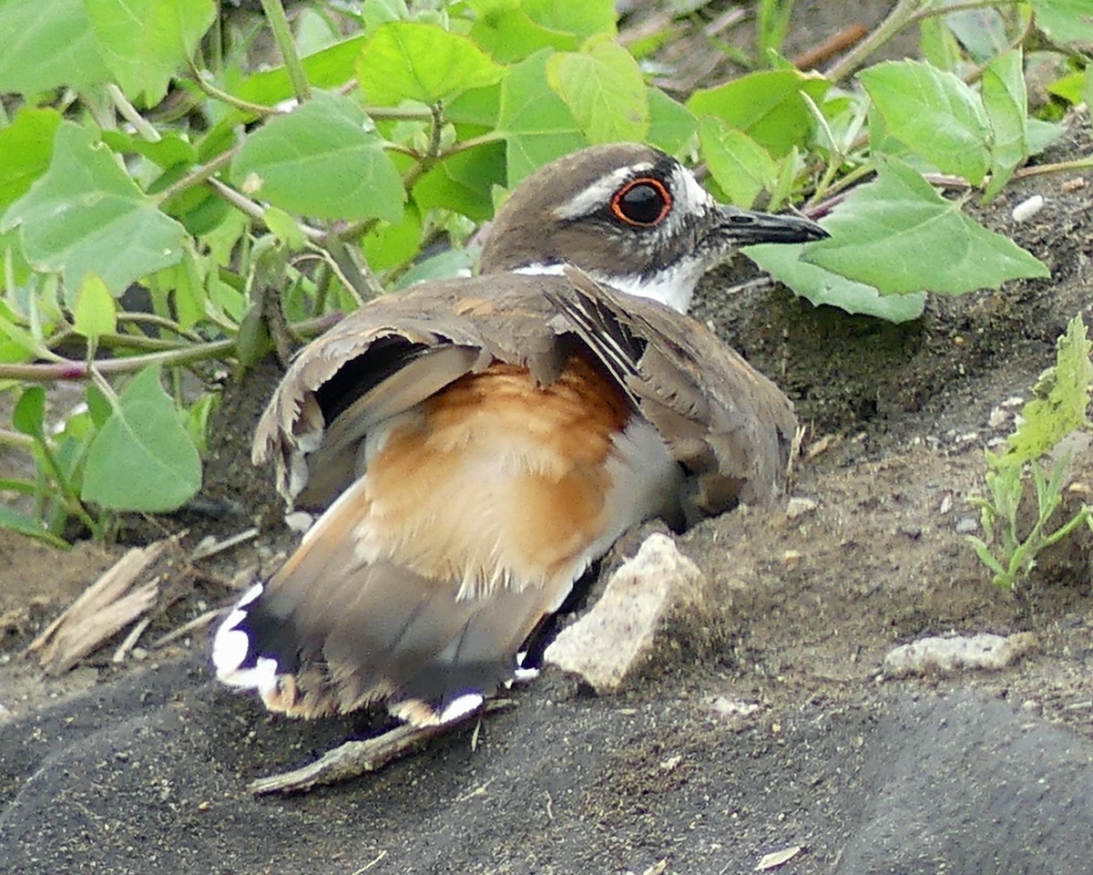 Killdeer - ML619727143