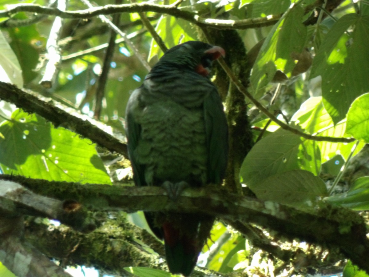 Red-billed Parrot - ML619727158