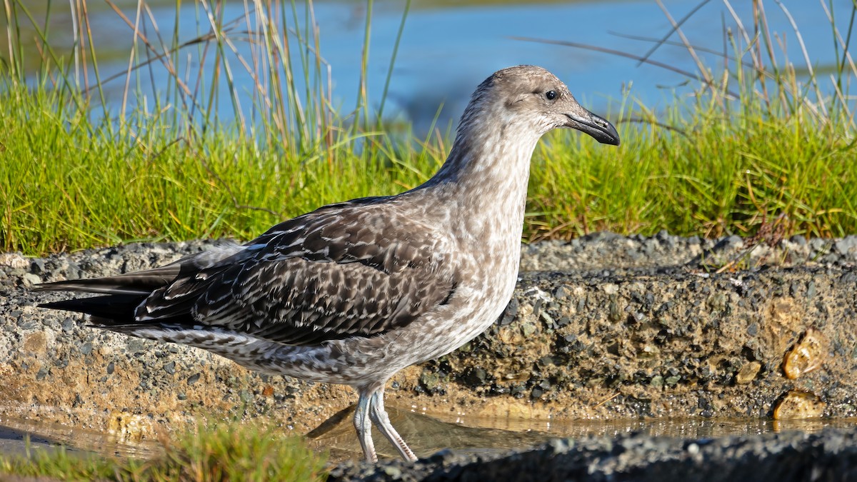 Kelp Gull - ML619727172