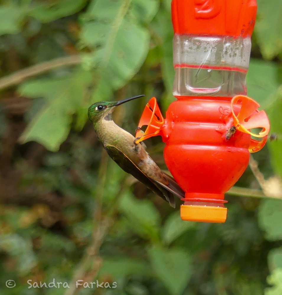 kolibřík hnědobřichý - ML619727218