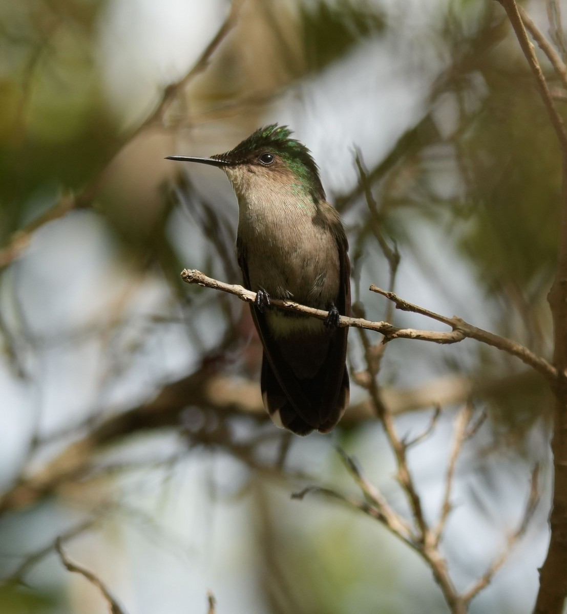 Antillean Crested Hummingbird - ML619727290