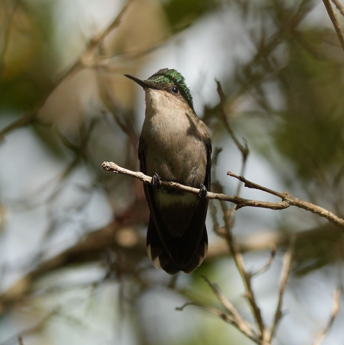Antillean Crested Hummingbird - ML619727291