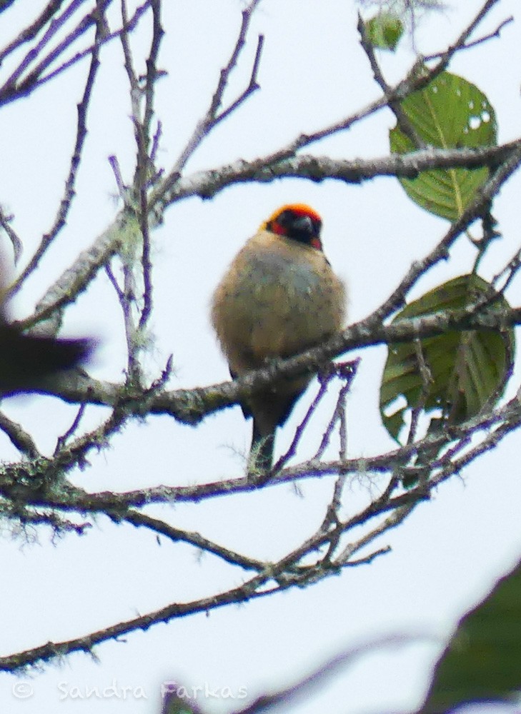 Flame-faced Tanager - ML619727313
