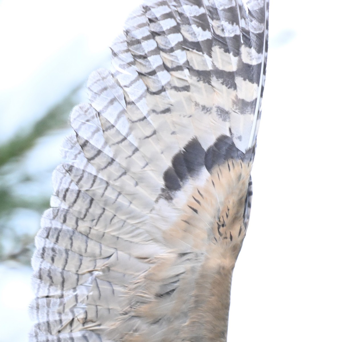 Kulaklı Orman Baykuşu (wilsonianus/tuftsi) - ML619727345