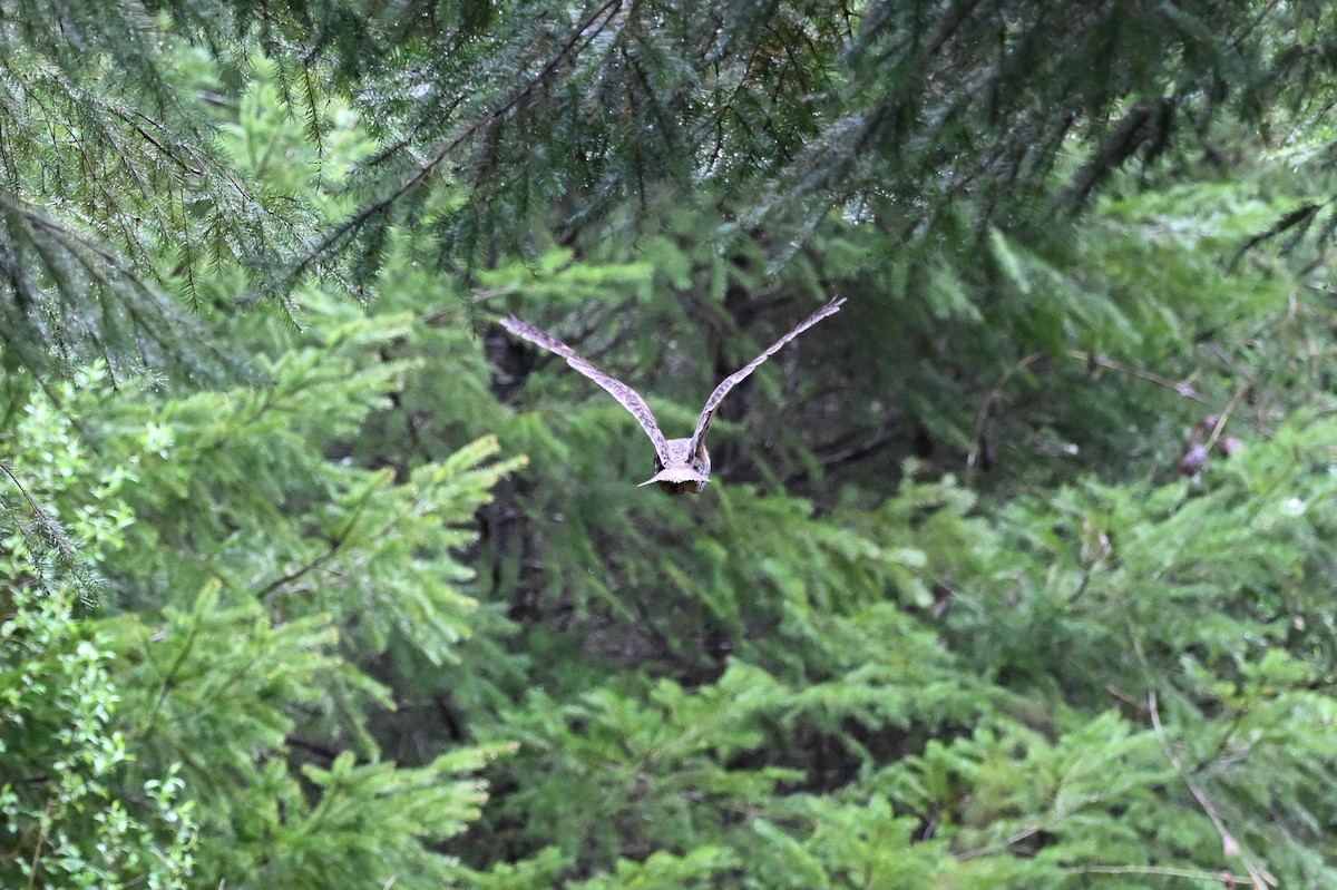 Long-eared Owl (American) - ML619727347