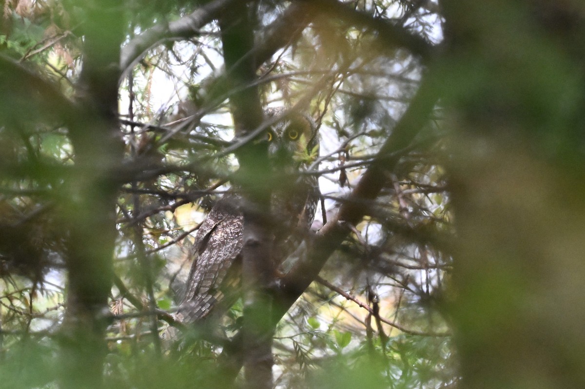 Long-eared Owl (American) - ML619727348