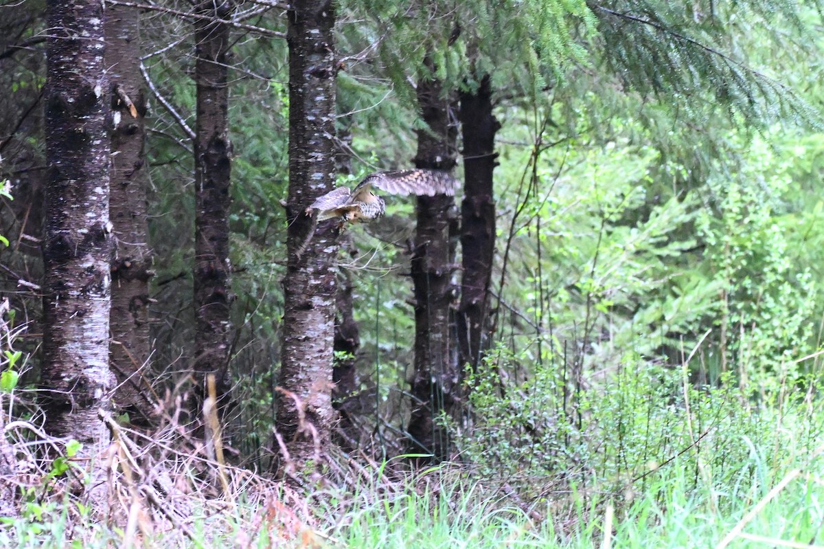 Kulaklı Orman Baykuşu (wilsonianus/tuftsi) - ML619727349