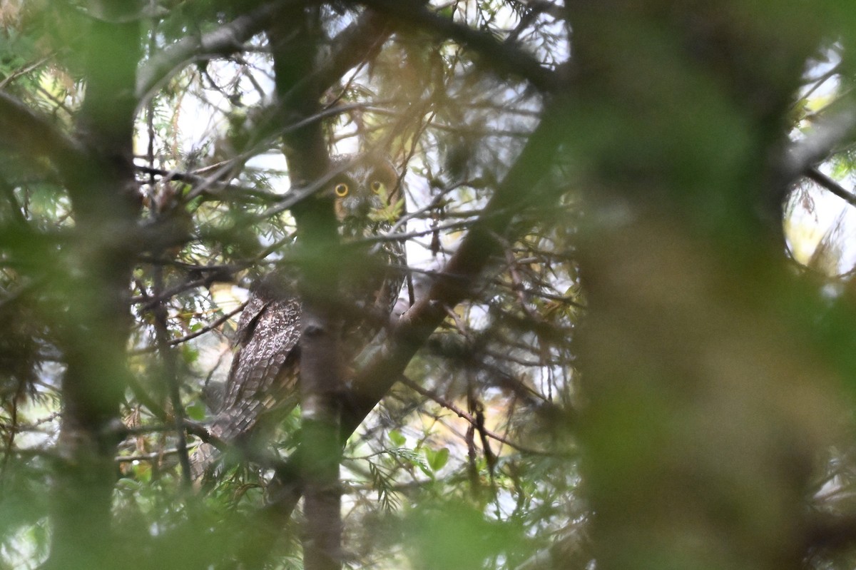 Kulaklı Orman Baykuşu (wilsonianus/tuftsi) - ML619727350