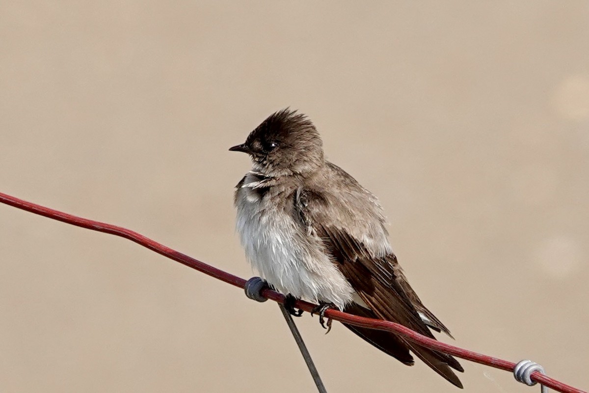 Northern Rough-winged Swallow - ML619727352